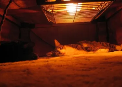 Зігріваємося по-японськи з теплим столом котацу (котацу) Зігріваємося по-японськи з теплим столом котацу