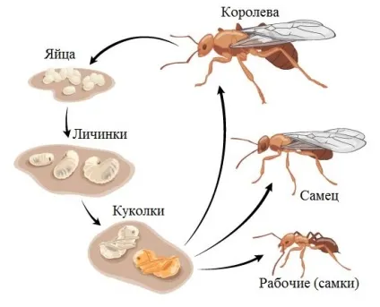 Зміст і розведення мурах-женців (messor sp) в домашніх умовах - биом (мурах-женців) Зміст і розведення мурах-женців (messor sp) в домашніх умовах - биом