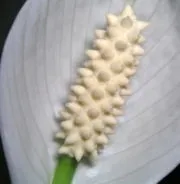 Spathiphyllum - це