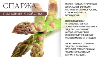 Спаржа корисні властивості зелена, соєве, маринована (корисні) Спаржа корисні властивості зелена, соєве, маринована