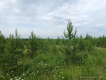 Поспішайте в ліс за ягодами! Євген Софронов за - ползуніхой -