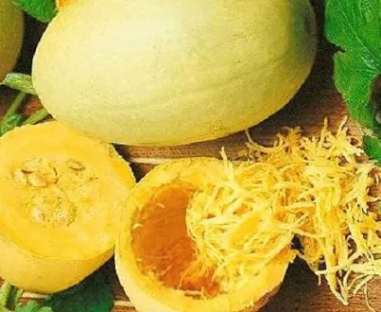 сорти кабачків