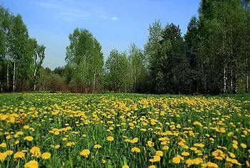 Терміновий викуп землі в московській області