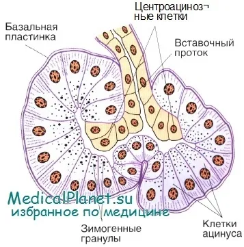 Будова підшлункової залози (підшлункової) Будова підшлункової залози