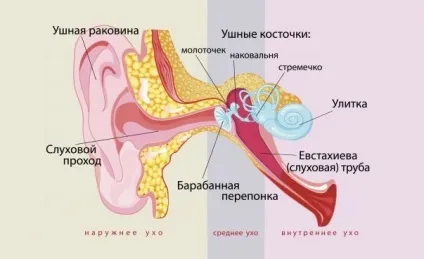 Будова вуха людини зовнішнього, середнього, вестибулярного аналізатора (схема будови вуха) Будова вуха людини зовнішнього, середнього, вестибулярного аналізатора