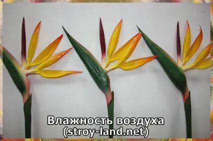 Стрелиция - догляд в домашніх умовах (догляд) Стрелиция - догляд в домашніх умовах