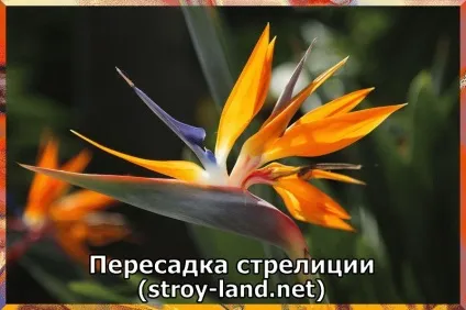 Стрелиция - догляд в домашніх умовах (умовах) Стрелиция - догляд в домашніх умовах
