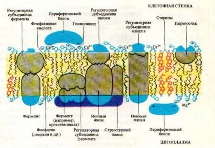 Будова рослинної клітини - студопедія