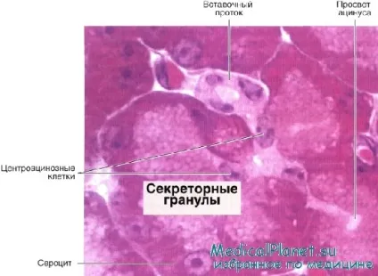 Будова підшлункової залози (залози) Будова підшлункової залози