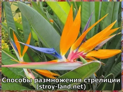 Стрелиция - догляд в домашніх умовах (догляд стрелиция домашніх) Стрелиция - догляд в домашніх умовах