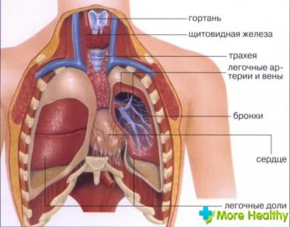Будова, особливості та типи грудної клітини людини (грудний відділ) Будова, особливості та типи грудної клітини людини
