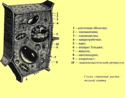 Будова рослинної клітини