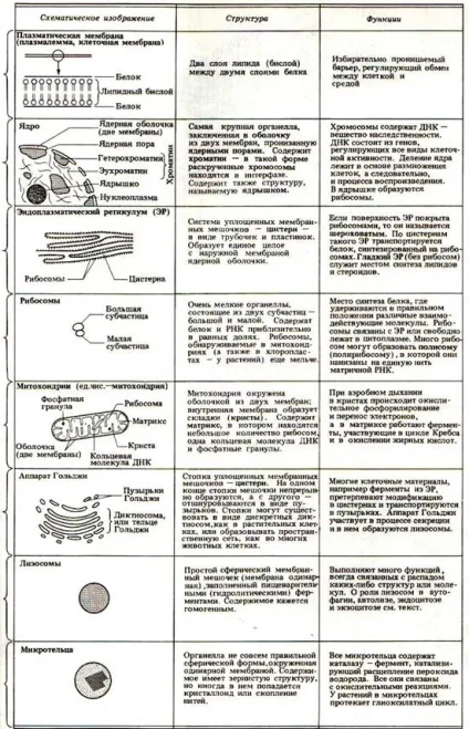 Будова рослинної клітини - студопедія