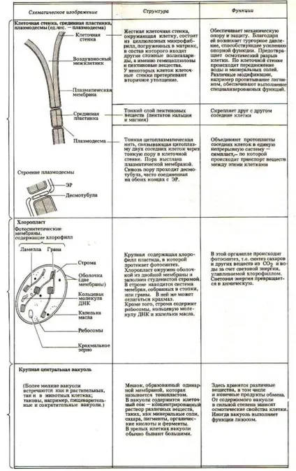 Будова рослинної клітини - студопедія