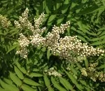 Які рожеві чагарники у нас приживуться (чагарники) Які рожеві чагарники у нас приживуться