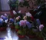 Які рожеві чагарники у нас приживуться (чагарники) Які рожеві чагарники у нас приживуться