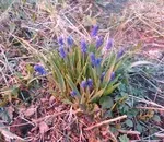 Які рожеві чагарники у нас приживуться (які рожеві чагарники у нас приживуться) Які рожеві чагарники у нас приживуться