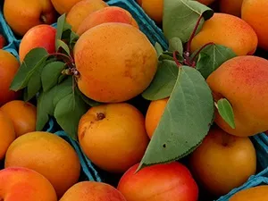 Які сорти абрикос вирощувати в середній полосеУкаіни (середньої) Які сорти абрикос вирощувати в середній полосеУкаіни