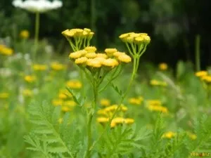 Як позбутися мишей на городі (позбутися) Як позбутися мишей на городі