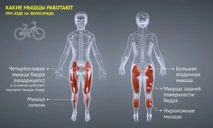Які м'язи працюють при їзді на велосипеді, чи можна накачати ноги (які) Які м'язи працюють при їзді на велосипеді, чи можна накачати ноги
