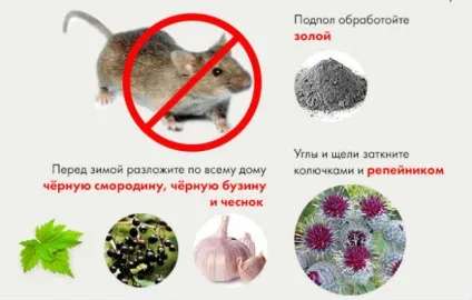 Як позбутися мишей на дачі назавжди - ефективні способи (ефективні) Як позбутися мишей на дачі назавжди - ефективні способи