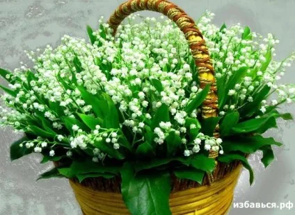 Як позбутися від конвалій (широко застосовується народній медицині) Як позбутися від конвалій