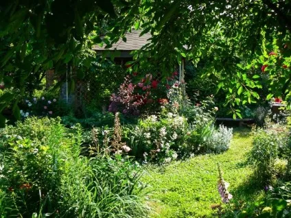 Які рослини цвітуть у червні що цвіте влітку в саду (саду) Які рослини цвітуть у червні що цвіте влітку в саду