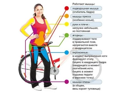 Які м'язи працюють при їзді на велосипеді, чи можна накачати ноги (м'язи) Які м'язи працюють при їзді на велосипеді, чи можна накачати ноги