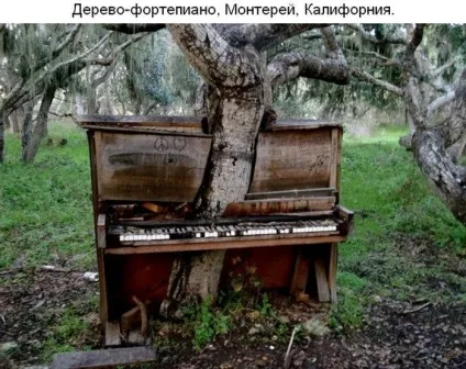 Там чудеса, там дідько бродить
