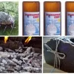 Попелиця на капусті - як боротися народними засобами і хімічними препаратами (засобами) Попелиця на капусті - як боротися народними засобами і хімічними препаратами