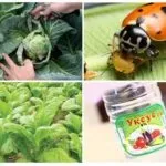 Попелиця на капусті - як боротися народними засобами і хімічними препаратами (капусті) Попелиця на капусті - як боротися народними засобами і хімічними препаратами