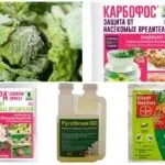 Попелиця на капусті - як боротися народними засобами і хімічними препаратами (засобами) Попелиця на капусті - як боротися народними засобами і хімічними препаратами