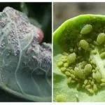 Попелиця на капусті - як боротися народними засобами і хімічними препаратами (Боротьба попелиць народними) Попелиця на капусті - як боротися народними засобами і хімічними препаратами