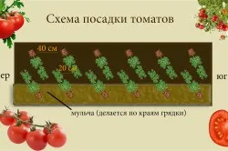 Температура в теплиці для помідор проблеми і рішення (температура) Температура в теплиці для помідор проблеми і рішення