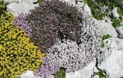 Чебрець звичайний рекомендації по вирощуванню (чебрець) Чебрець звичайний рекомендації по вирощуванню