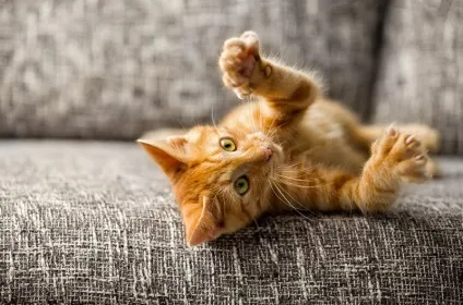 Ти все ще пускаєш кота до себе в ліжко тоді Новомосковськ швидше, цього ти точно не знала! Цимес (кота) Ти все ще пускаєш кота до себе в ліжко тоді Новомосковськ швидше, цього ти точно не знала! Цимес
