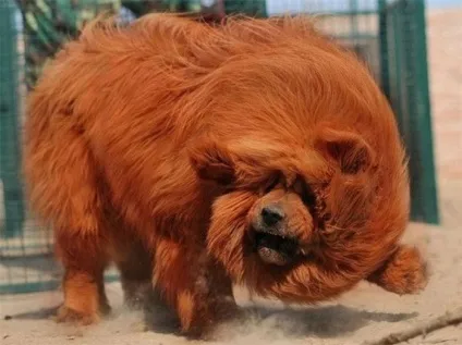 Тибетський мастиф красиві фото зовнішнього вигляду дорослих собак і цуценят породи тибетський мастиф (тибетський) Тибетський мастиф красиві фото зовнішнього вигляду дорослих собак і цуценят породи тибетський мастиф