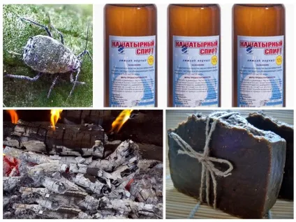 Попелиця на капусті - як боротися народними засобами і хімічними препаратами (народними) Попелиця на капусті - як боротися народними засобами і хімічними препаратами