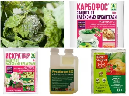 Попелиця на капусті - як боротися народними засобами і хімічними препаратами (боротися) Попелиця на капусті - як боротися народними засобами і хімічними препаратами
