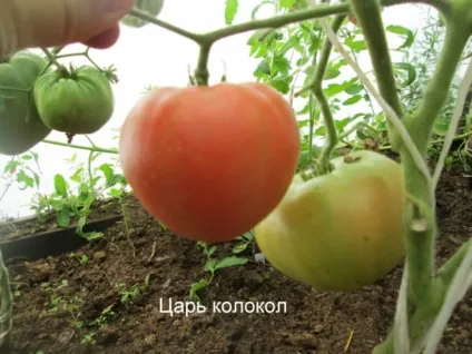 Томат «цар-дзвін» опис, характеристика сорту, фото (характеристика) Томат «цар-дзвін» опис, характеристика сорту, фото