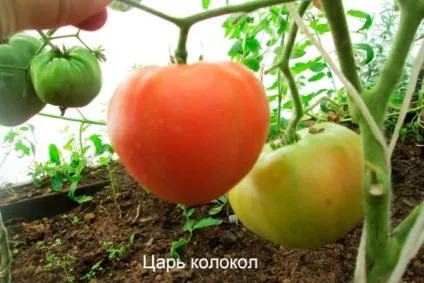 Томат - цар дзвін, характеристика і опис сорту, врожайність, фото (смакові якості проявляють) Томат - цар дзвін, характеристика і опис сорту, врожайність, фото
