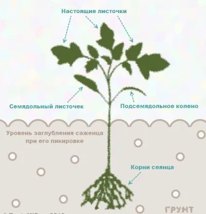 Томати на розсаду за місячним календарем коли садити і висаджувати розсаду помідор (томати) Томати на розсаду за місячним календарем коли садити і висаджувати розсаду помідор