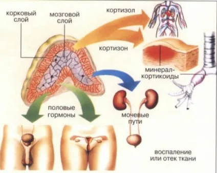 Видалення наднирників наслідки для організму і дитини і дорослого