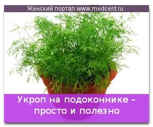 Кріп на підвіконні - просто і корисно