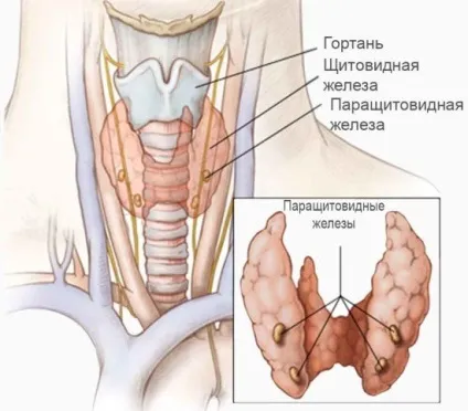 Ультразвукове дослідження паращитовидних залоз (дослідження) Ультразвукове дослідження паращитовидних залоз