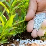 Догляд за актинідією