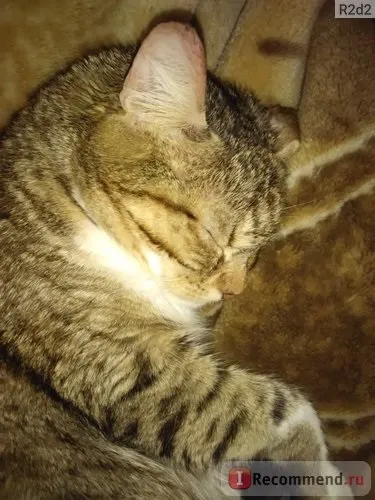 Вакцина нарвак полівак-тм проти дерматомікозів кішок - «всім кошководам-повне вилікування від лишаю (лікування) Вакцина нарвак полівак-тм проти дерматомікозів кішок - «всім кошководам-повне вилікування від позбавляючи