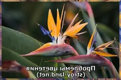 Догляд за стрелиция умови вирощування і догляд за стрелиция корисні кімнатні рослини (стрелиция) Догляд за стрелиция умови вирощування і догляд за стрелиция корисні кімнатні рослини