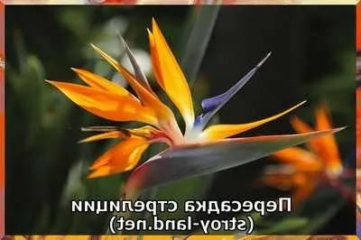 Догляд за стрелиция умови вирощування і догляд за стрелиция корисні кімнатні рослини (стрелиция) Догляд за стрелиция умови вирощування і догляд за стрелиция корисні кімнатні рослини