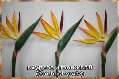 Догляд за стрелиция умови вирощування і догляд за стрелиция корисні кімнатні рослини (умови) Догляд за стрелиция умови вирощування і догляд за стрелиция корисні кімнатні рослини